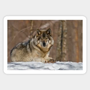 Gray Wolf Sticker